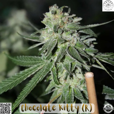 Chocolate Kitty IG