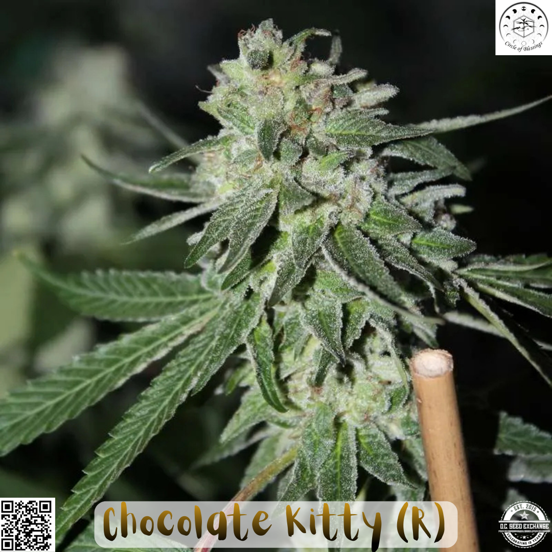 Chocolate Kitty IG