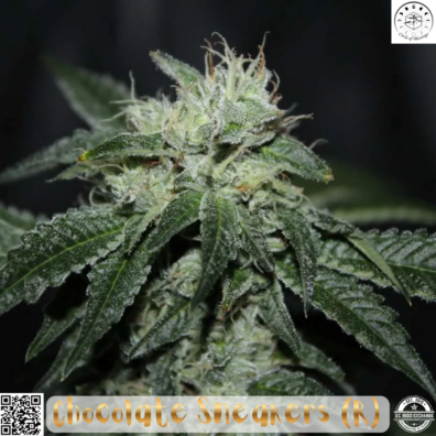 Chocolate Sneakers IG