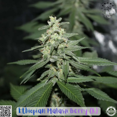 Ethiopian Malawi Berry IG