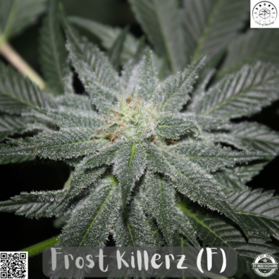 Frost Killerz IG