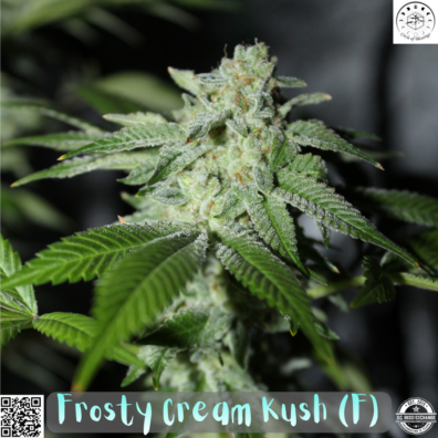 Frosty Cream Kush IG