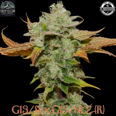 G13:Sk x G13:NL2 IG