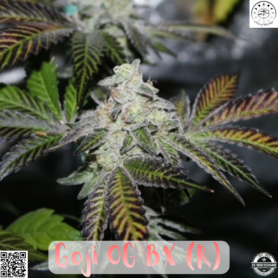 GOJI BX IG
