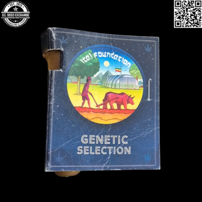 Ital Foundation ???? Front IG