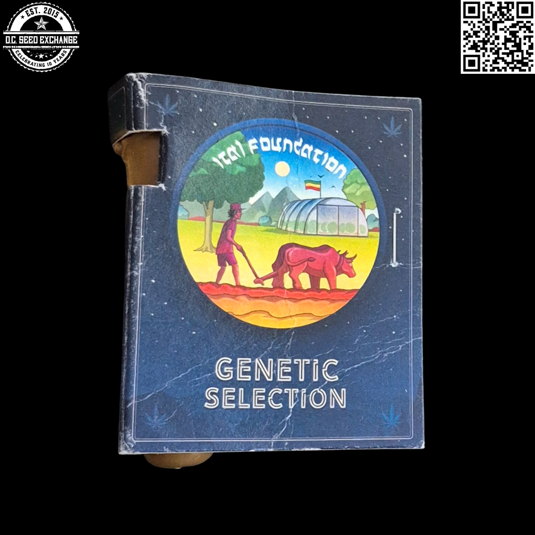 Ital Foundation ???? Front IG