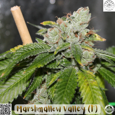 MARSHMALLOW VALLEY IG