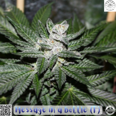 Message in a Bottle IG v2