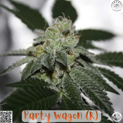 Party Wagon IG