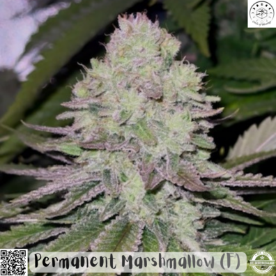 Permanent Marshmallow IG