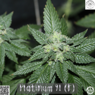 Platinum 91 IG