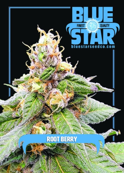 Root Berry 8