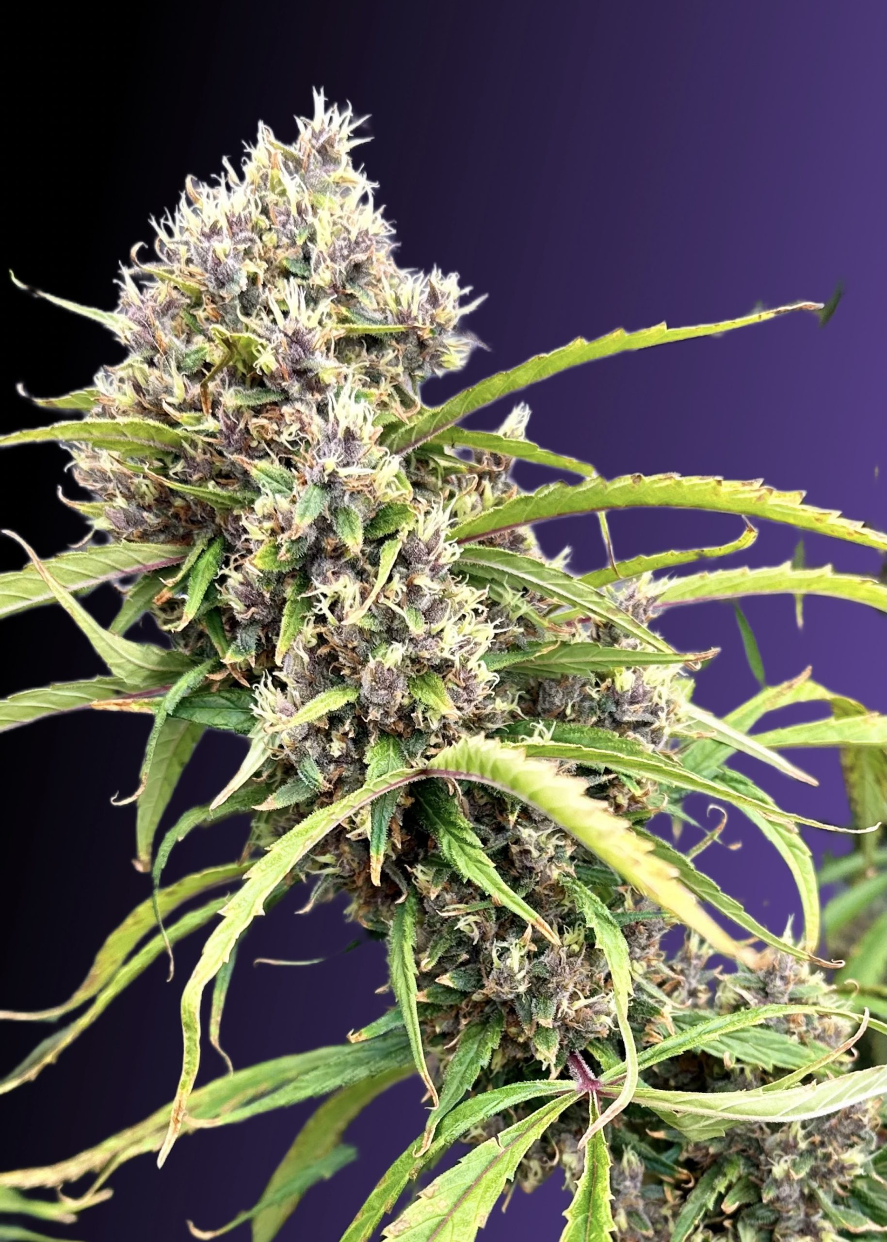 Silver Unicorn scaled