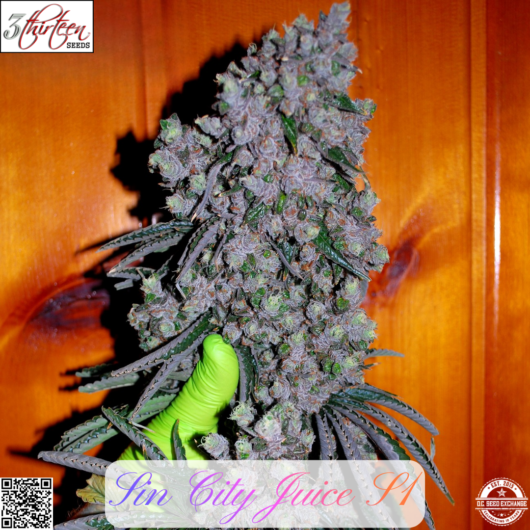 Sin City Juice S1 IG
