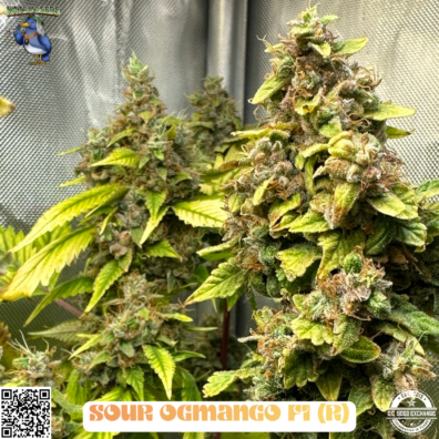 Sour OGMango IG