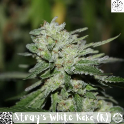 Stray’s White Koko IG