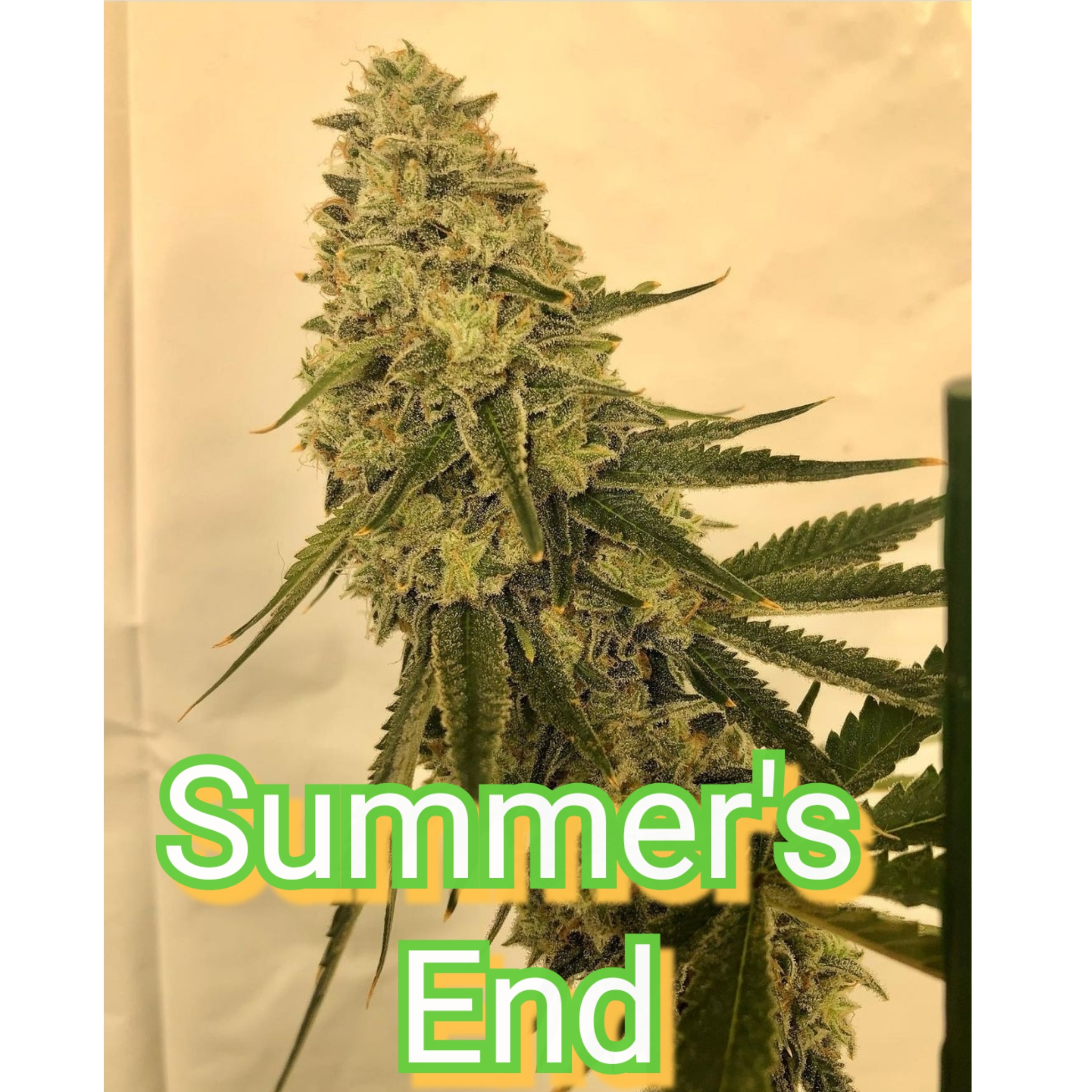 Summers End Cola