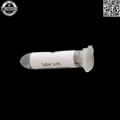 Swami Organic Seeds BDW PCT Purple Pheno Front IG