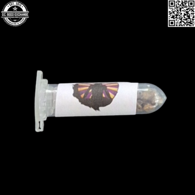 Swami Organic Seeds Binghistra Bread Back2 IG