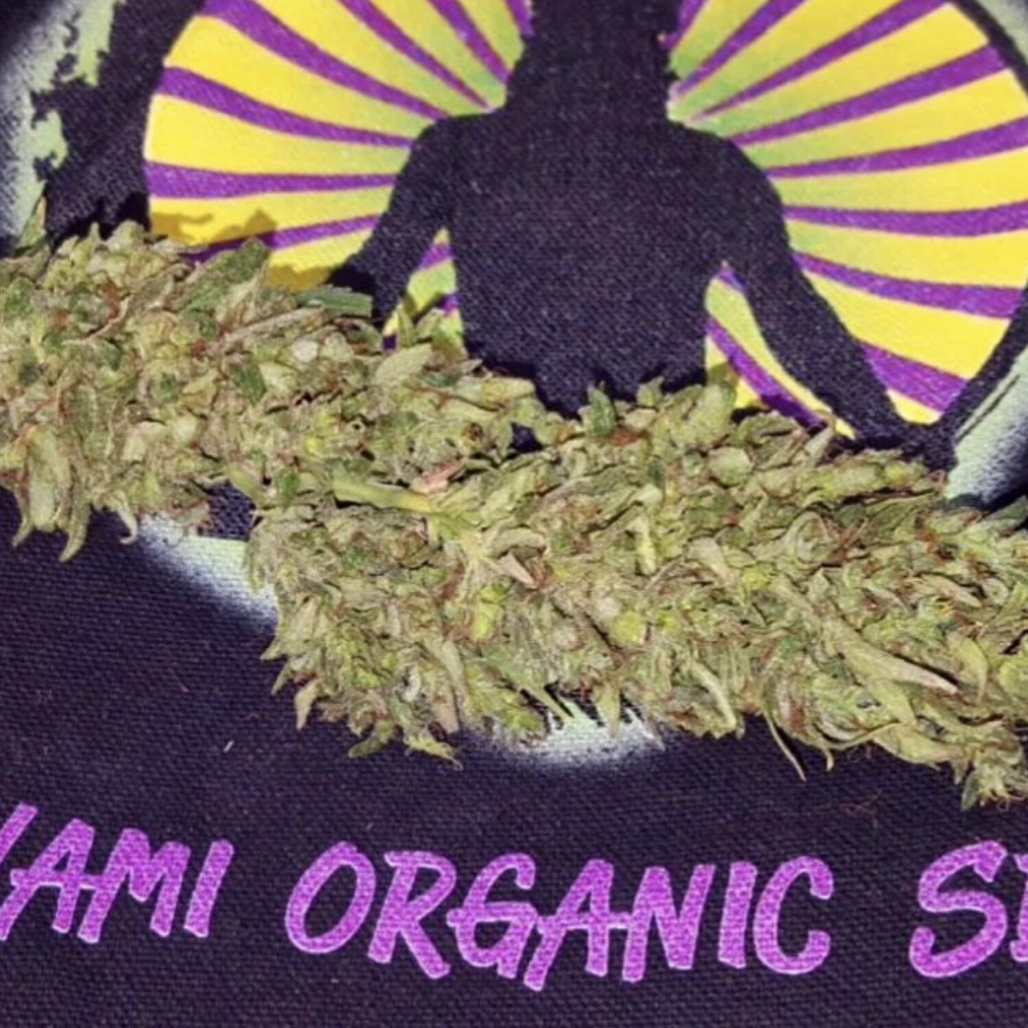Swami Organic Seeds Binghistra Bread Nug