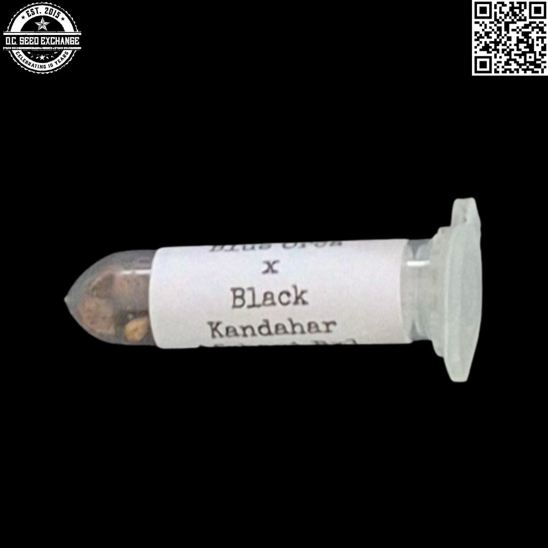 Swami Organic Seeds Blue Orca x Black Kandahar Back IG