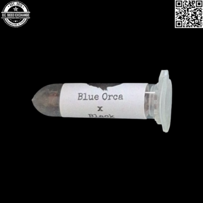 Swami Organic Seeds Blue Orca x Black Kandahar Front IG