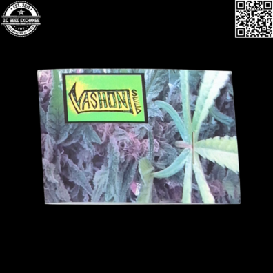 Vashon Seeds Eki Bird Back4 IG