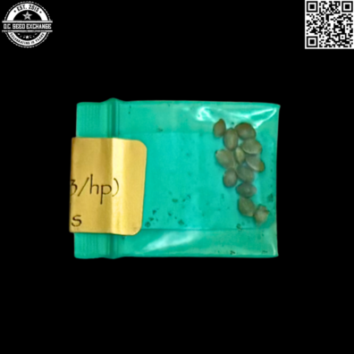 Bodhi Seeds Chem Kesey Back 2 IG