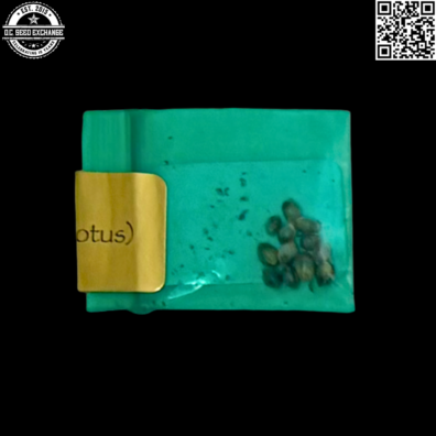 Bodhi Seeds Green Lotus Back4 IG