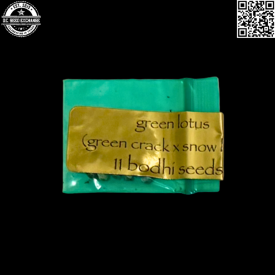 Bodhi Seeds Green Lotus Front4 IG