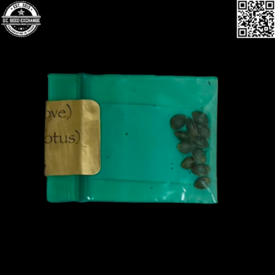 Bodhi Seeds Lojack Back IG