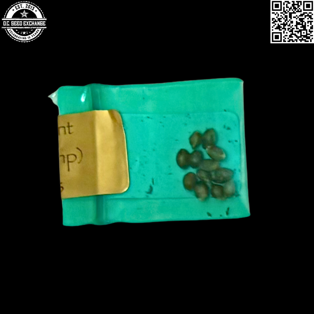 Bodhi Seeds Raspberry Hashplant Back IG