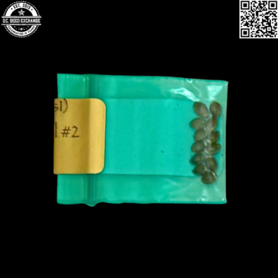 Bodhi Seeds Skunk Hashplant Back IG