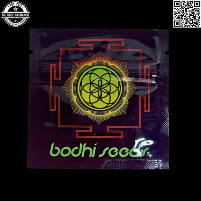 Bodhi Seeds Temple v2 Back IG