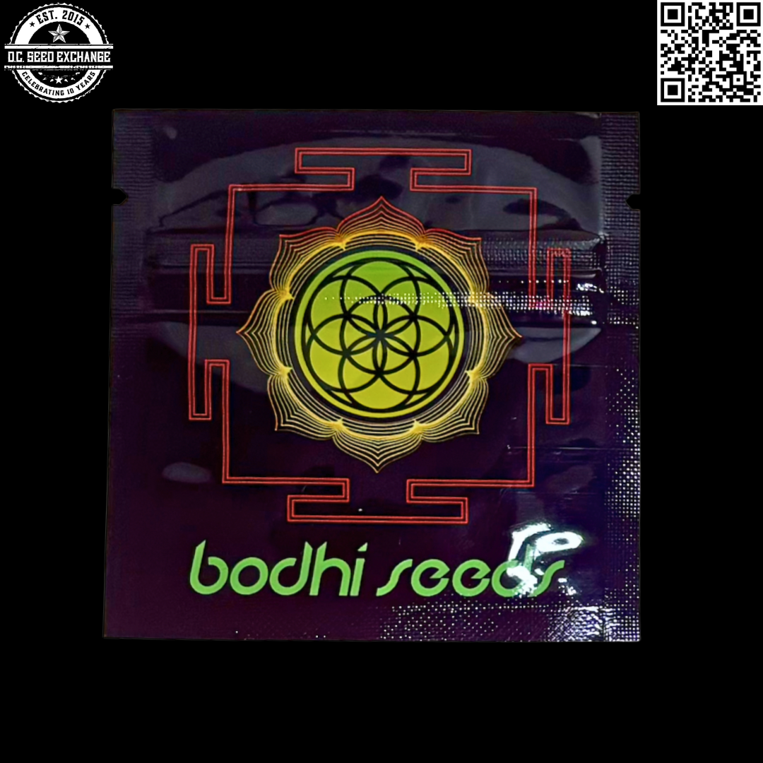 Bodhi Seeds Temple v2 Back IG