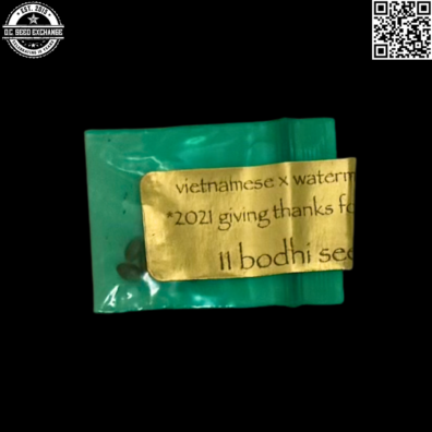 Bodhi Seeds Vietnamese x Watermelon HP Front copy IG