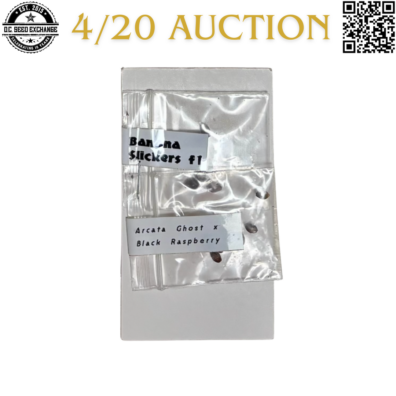 Brisco Bargain Beans Arcata Ghost x Black Raspberry F1 Front IG