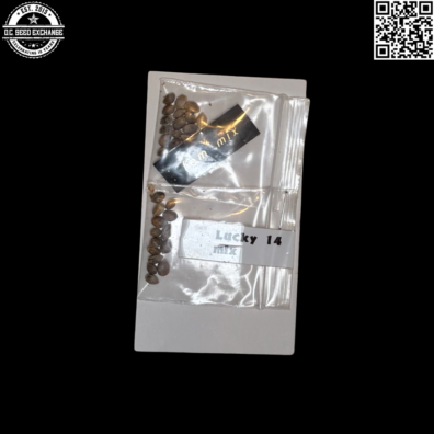 Brisco Bargain Beans Lucky 14 Mix + Fem Mix Front IG