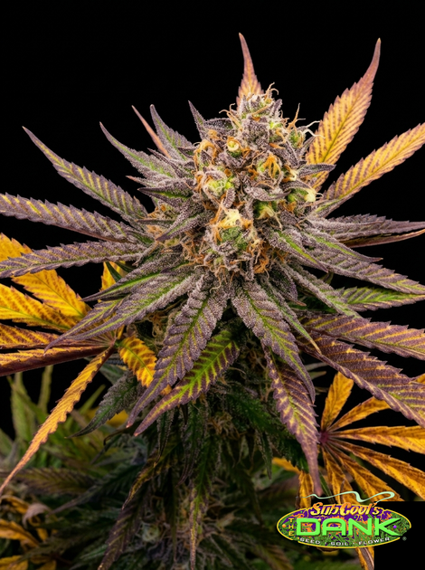 Cheesequake F2 (Cheese x Querkle) 5 Regular Seeds
