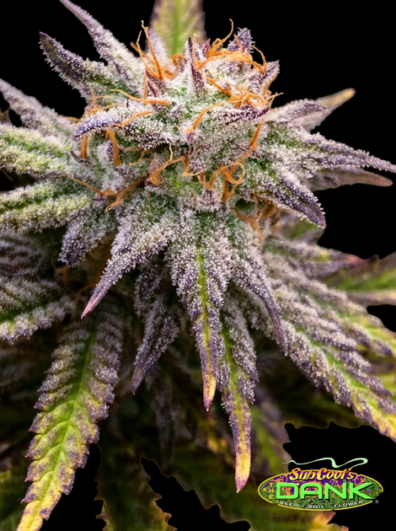 CheeseQuake thumbnail