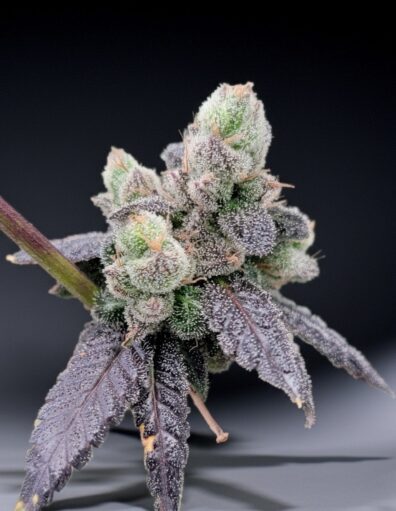 DOG STAR CHEM AXIS 1