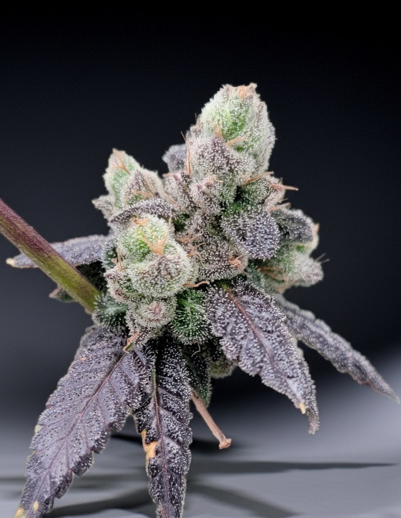 DOG STAR CHEM AXIS 1