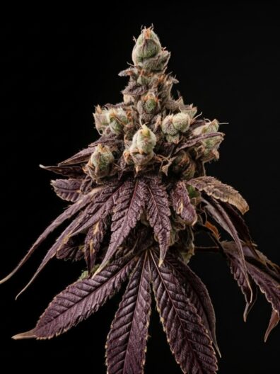 DOG STAR CHEM AXIS 2