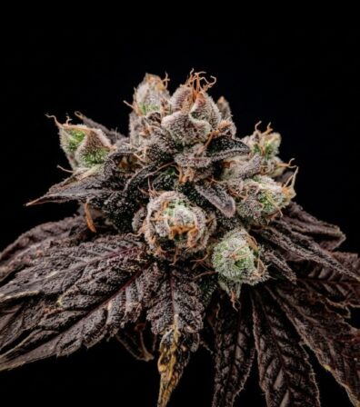 DOG STAR CHEM AXIS 4