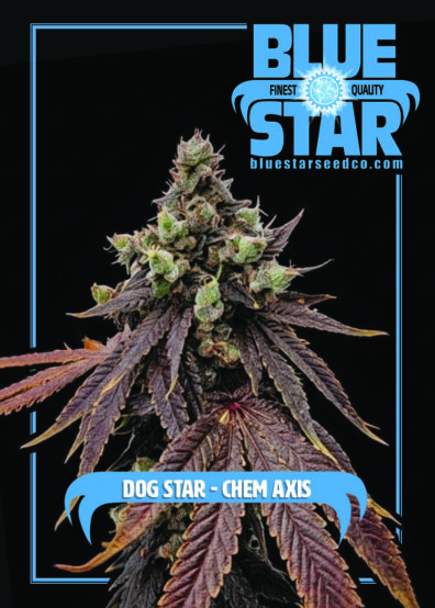 DOG STAR CHEM AXIS 6
