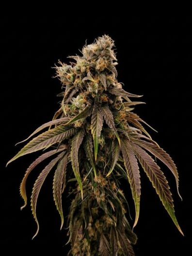 Dog Star x Blue Axis 1