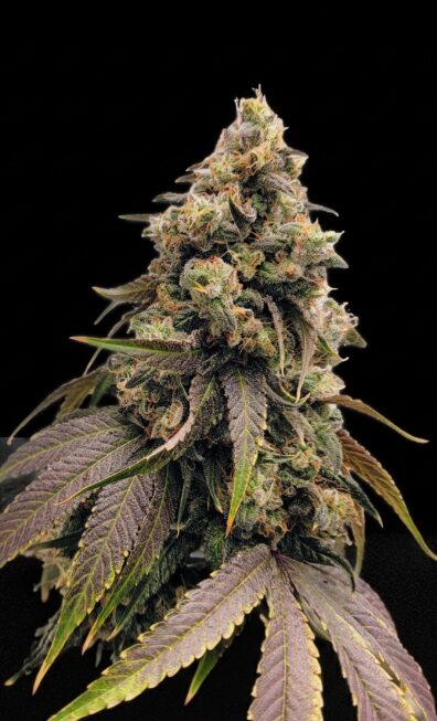 Dog Star x Blue Axis 2