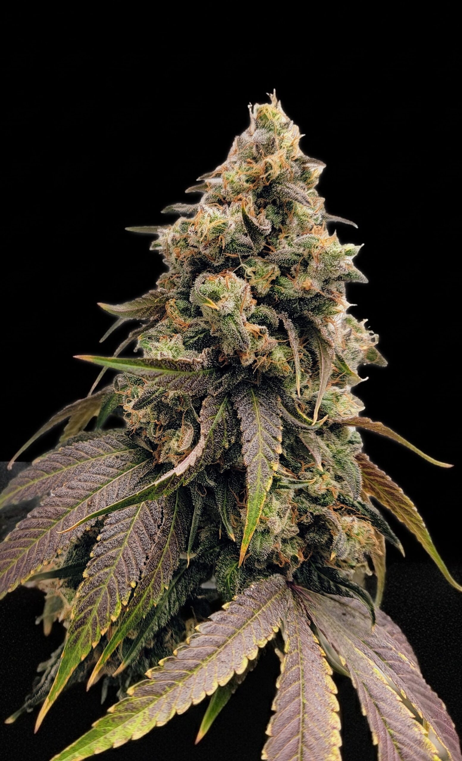 Dog Star x Blue Axis 2