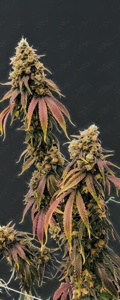 Dog Star x Blue Axis 4