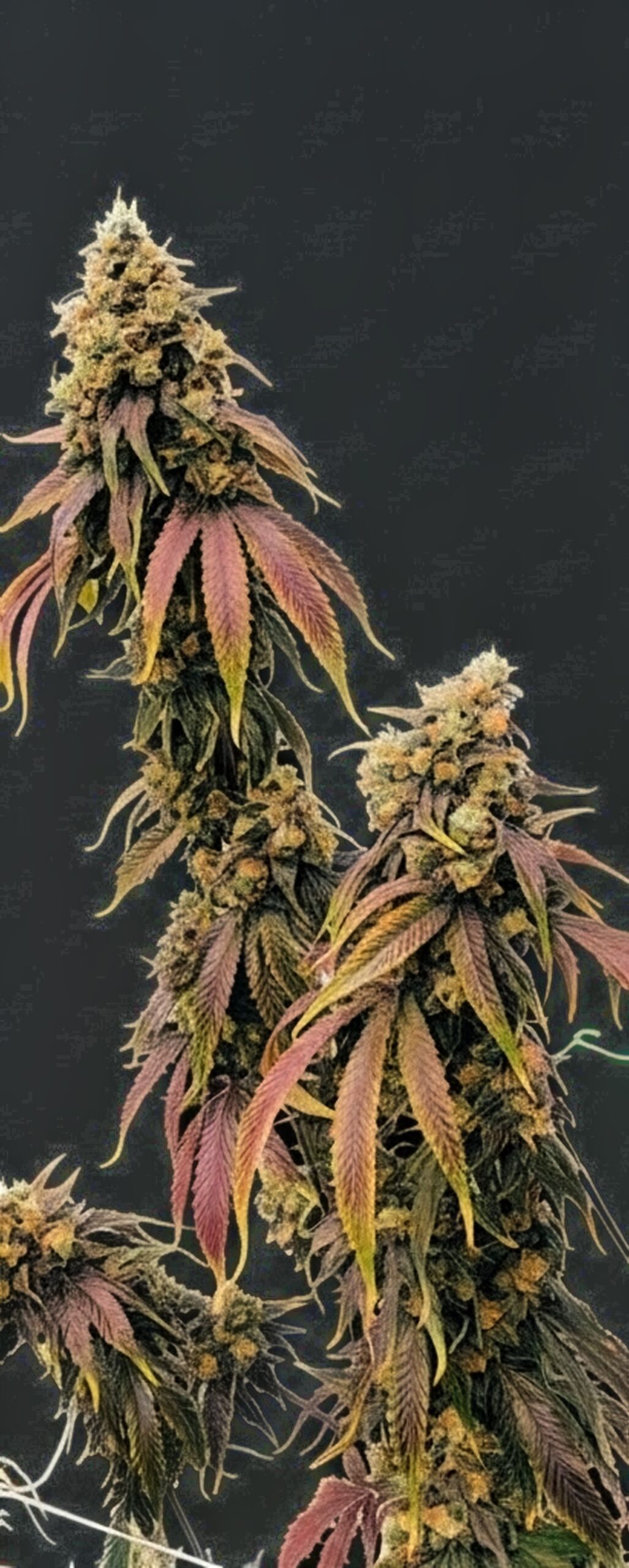 Dog Star x Blue Axis 4